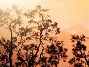 绿肥红瘦的诗意探索,花卉背后的文化与故事 绿肥红瘦的诗意探索,花卉背后的文化与故事