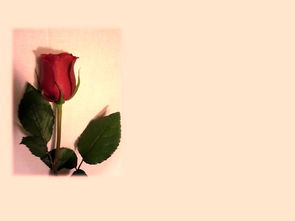 绿肥红瘦的诗意探索,花卉背后的文化与故事 绿肥红瘦的诗意探索,花卉背后的文化与故事