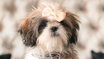 俩女孩带狗住半个月宾馆,留满屋垃圾——背后的反思与启示 俩女孩带狗住半个月宾馆,留满屋垃圾——背后的反思与启示