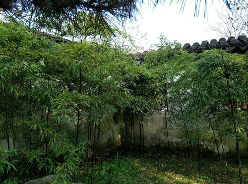 8真正的美人,熬得过岁月.?书名:《时光深处的优雅》✍️作 8真正的美人,熬得过岁月.?书名:《时光深处的优雅》✍️作