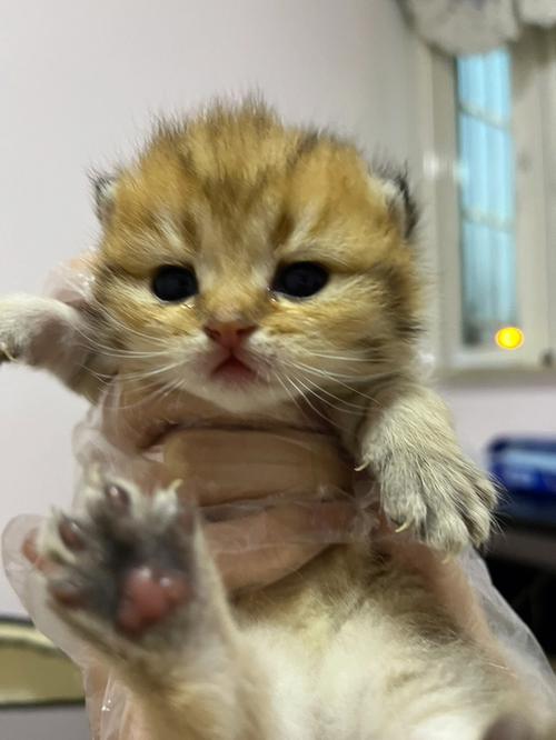 猫咪店员大公开探索崽崽喵的迷人世界