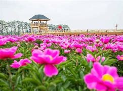 奎屯市第三届芍药花文化旅游节盛大开幕仪式
