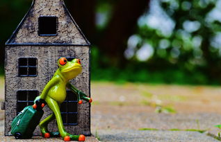 蛙行千渡,探索青蛙过河游戏的深度与魅力 蛙行千渡,探索青蛙过河游戏的深度与魅力