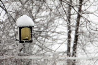 哈尔滨大雪如约而至,一场冬日盛宴的开启 哈尔滨大雪如约而至,一场冬日盛宴的开启