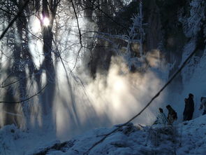 趣味农场百科，解锁雪的秘密与获取指南